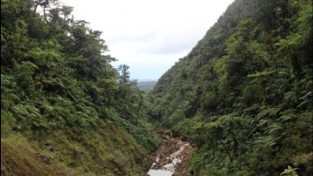 Partons en Guadeloupe découvrir la végétation dense de cette île qui nous émerveille !  En Guadeloupe, vous avez le choix entre plages et montagnes à la végétation luxuriante...