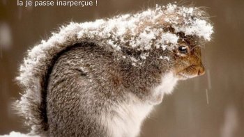 Notre ordissinaute Poupette nous fait part de messages que pourraient nous transmettre nos amis.