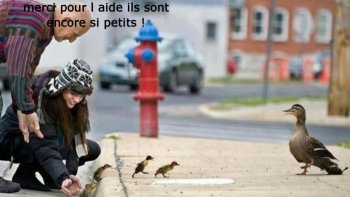 Un diaporama empreint de tendresse vous attend ! L'ordissinaute Poupette nous offre un moment de douceur grâce à une succession de photos montrant des animaux en train de faire des câlins avec des humains, mais aussi entre eux... Une douce musique accompagne ces images qui défilent pour un moment rien qu'à vous.