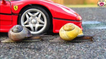 C'est l'histoire de deux escargots de Bourgogne... 