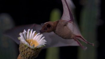 Une magnifique vidéo ,à regarder en plein écran,pour ne pas rater,en particulier ,la pollinisation des fleurs de cactus,la nuit, par les chauves-souris.
BONNE JOURNÉE
