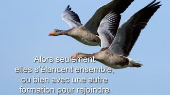 Les oies des animaux incroyables ! Lorsque que les oies se mettent en couple, c'est généralement formé pour toute la vie. Les oies vivent en bonne harmonie entre elles et avec les autres animaux.