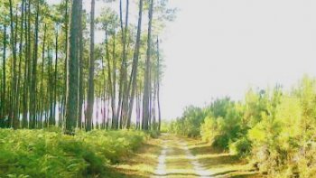 Que diriez-vous de vous évader au cœur d’une nature généreuse avec des paysages époustouflants ? Direction l'Aquitaine dans la région des Landes de Gascogne avec notre ordissinaute Pierre.
