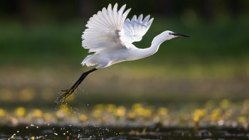         A tous ceux qui apprécient les oiseaux!...
        Vous n'êtes pas sans avoir remarqué que les articles( devinette, texte informatif,vidéos, histoires humoristiques...)sur les oiseaux de chez nous et d'ailleurs sont nombreux en ce moment!...
        Ce sont toutes ces publications qui m'ont conduite à cette réflexion et création poétique.que je vous fais partager!...