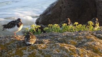     Ce plagiste, ce petit échassier, discret, séjourne sur les côtes bretonnes, et du Morbihann, en particulier. Mon but est de vous sensibiliser et faire connaître cette espèce à protéger !...