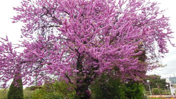 Toutes ces fleurs s'épanouissent au Jardin des Plantes Paris. Découvrez ce très beau diaporama qui nous est proposé par notre amie Louisette.