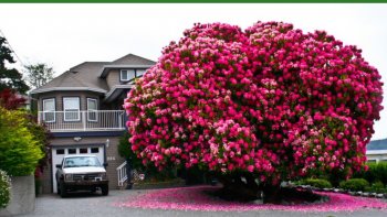 De majestueux arbres vous attendent, parfois surprenants, parfois bien fleuris... 15 arbres vous sont présentés par notre amie Poupette, les plus beaux de notre planète !