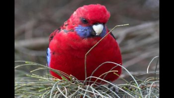 Envie de mettre des couleurs dans votre vie ? A travers le diaporama réalisé par Doris, on plonge au cœur de la nature en mettant en exergue une cascade de photos d’oiseaux multicolores. Tantôt, l’on s’extasie devant la beauté d’un rouge-gorge, tantôt l’on prend plaisir à contempler l’élan d’un magnifique faucon. Un pur moment de douceur à consommer sans modération.