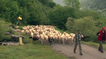 La Transhumance,une belle tradition dans certaines régions comme les Pyrénés,qui donne   lieu à des fêtes et à une belle animation de la montagne.
