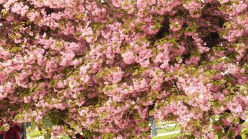 Au cœur de Paris, notre ordissinaute Louisette nous fait découvrir le Jardin des Plantes qui s'étend sur 23,5 hectares. Sa biodiversité exceptionnelle attire deux millions de visiteurs chaque année. Petite présentation du lieu...