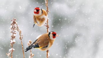      Belle balade dans le froid hivernal, à la rencontre de Dame Nature , Dame Liberté et en compagnie de Monsieur Soleil !...Expérience à renouveler !...Excellent pour la santé, pour le corps et l'esprit !...