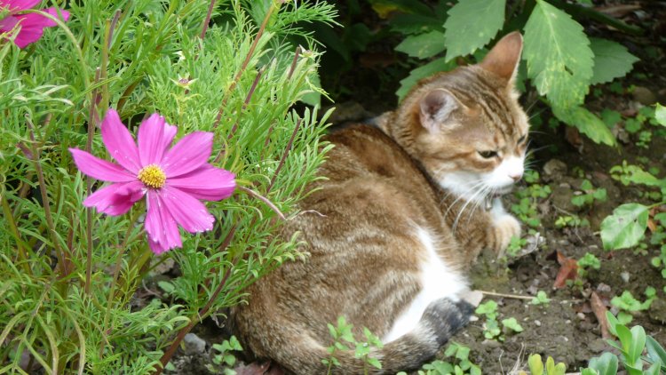 Quand les animaux se mettent à parler... une sélection de blagues par notre ordissinaute Castafiore44.