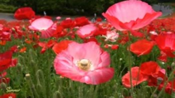 L'Été aux mille fleurs, et parfums....en  apothéose : les coquelicots..(..Andréa Petcu.)....... Brian Crain