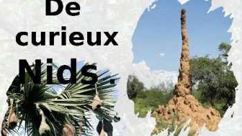 "Comme on fait son lit on se couche"   dit on ...
 dans la nature  les petits bâtisseurs s'activent  avec courage pour abriter leurs nichées...(oiseaux et autres espèces volants ou terriens ,...
je suis admirative de l'ingéniosité  de ces "architectes " qu'ils soient à plumes ou à poils 