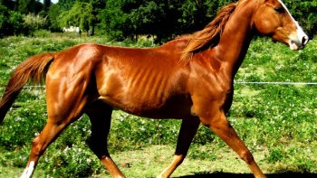 C'est fou le nombre de réalisations possible  avec des bois trouvés sur le rivage, rejetés par les flots....Ici, une passionnée  des   chevaux , réussit  une oeuvre d'art !