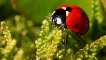 Les coccinelles sont appelées familièrement «les bêtes à bon Dieu». Ce surnom est tiré d’une légende remontant au Xe siècle.