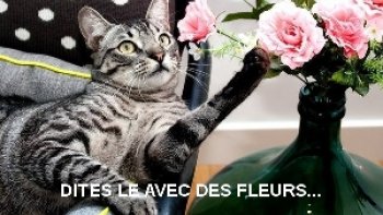 Les chats en poésie par nos auteurs 