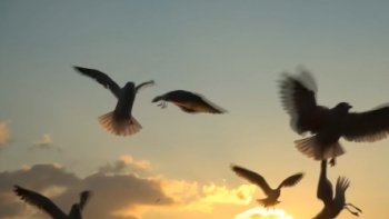 En cette veille de L'Assomption...Bonne fête  à toutes les" Marie"
La musique est un pont, entre les continents......