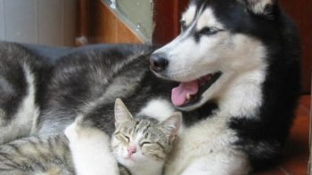 des amours  de  chats , pour notre plus grand plaisir, en bonne compagnie......Qui a dit que chats  et  chiens  ne s'entendaient pas  ?!!A voir.......le  démenti.......en images attendrissantes.