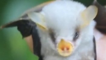 je vous propose une vidéo  + un lien complémentaire  pour faire connaissance avec cette petite boule blanche 