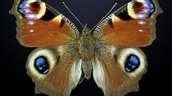 Le papillon, si léger, si merveilleusement coloré, danse sa courte vie.....sans souci de la fin proche......