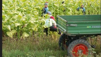 Plusieurs appels sont lancés pour aider les agriculteurs... Faut-il avoir de l'expérience ?...