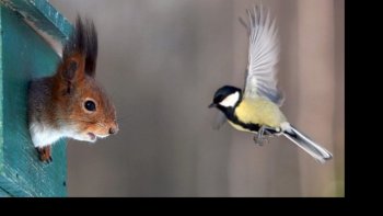 Lorsque le photographe  saisit  l'instant  précis ,,alors l'image devient  de l'art...