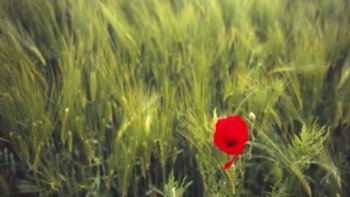 
le poète léo ferré,  à une époque de sa vie,  chante d'  Aragon....ce trés beau poème   adressé à  Elsa, sur le pouvoir  de  l' Amour.







 



s





