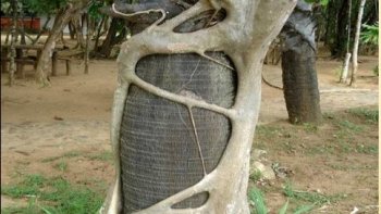 hommage à ces arbres merveilleux  qui nous accompagnent du berceau à la tombe..refuge des petits oiseaux.....ombrage en canicule, 