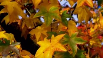 le vent d'automne, souffle dans  ses cordes, ...et joue l'adieu de l'été...avec la valse des feuilles  mortes..