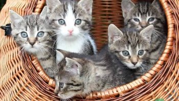 Les chats font partie des animaux de compagnie les plus populaires. Il y a plus de 500 millions de chats sur terre ? Il va sans dire qu'il existe parmi eux des spécimens uniques et qui ne naissent qu'une fois par millier d'années. !