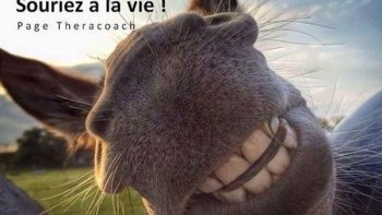 Vive les z' animaux'