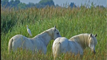 Musique de Joël Hannier:MA PETITE CAMARGUE 
(Avec l'aimable autorisation de l'auteur)Images du NET