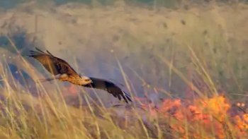 En Australie, des oiseaux pyromanes déclenchent volontairement des incendies
dont le Milan noir...