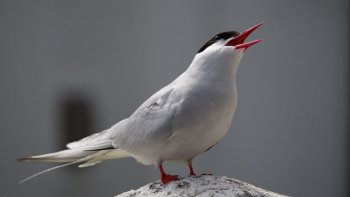 Personnellement,je ne connaissais pas cet oiseau,capable de telles prouesses.