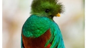  Espèce : Quetzal resplendissant
Cet oiseau mystérieux se cache au cœur d'une forêt mexicaine.
 Extrait du documentaire "Mexique sauvage" diffusé sur France 5. 