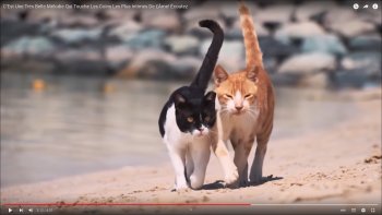 CLIQUEZ  SUR  "REGARDER  SUR  YOU TUBE"  souligné dans l'affiche noire  ci-dessous, POUR AVOIR LA VIDÉO: ça marche !