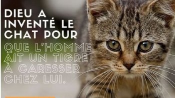 Les chats ont eu - et ont toujours - de nombreux admirateurs parmi les poètes, écrivains et philosophes. De ce fait, les citations et poèmes à propos des chats ne manquent pas ! Amusantes ou profondes, les citations que nous vous proposons sont révélatrices du caractère unique de cet animal mystérieux et attachant.

-
