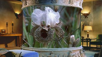 les fleurs d'israël.....il y a 2000 ans.......naissait au monde, la plus belle fleur,en un  MESSAGE D'AMOUR....