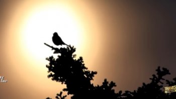 Pour les mamans, encore de ce monde...et pour celles qui nous ont quittés...cet instant musical, chargé de fleurs, de chants d'oiseaux.....et d'amour avec le violon magique  d' André Rieu........