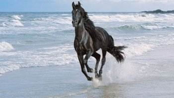 Pour mes amis qui ont un petit cheval dans la tête, toujours galopant....mes pensées à travers le poème...Oderay