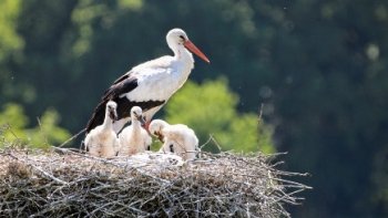 La Cigogne, c'est l'oiseau que l'on voit défiler dans le ciel Landais. Depuis 30 ans, la Cigogne est revenue en force dans cette partie du Sud-Ouest de la France, les Landes sont même devenue leur deuxième foyer d'accueil après l'Alsace. Elle se niche au sommet des arbres où elles font leurs nids. ! ----- Ensuite c'est Jean Claude qui vous propose " avec son accordéon " SOLENZARA " se bolero bidouillé à ça façon avec trois sons - ( accordéon  master - trompette - orgue - rythmique SOLTON ) ! Depuis la CORSE. Bonne journée à tous !