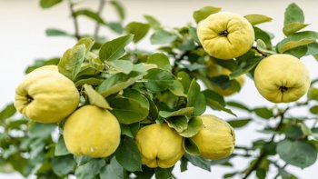 Le COING : un fruit oublié ! Le coing est un fruit, acidulé et très aromatique et Carmen Galino vous apprend sa recette de la préparation du coing Doux. De cette façon, le coing recueilli par Isabelo Castro est devenu une délicatesse exquise très appropriée pour les jours de Noël. Ce fruit intéressant est une alternative aux pommes et aux poires. Délicatement acide et aromatique, le coing occupe une place prépondérante dans des nombreux plats du monde entier. Il est utilisé dans la cuisine du Moyen-Orient, d'Amérique du Nord, de la Méditerranée et d'Amérique latine. Son goût et ses arôme sont presque tropicaux et rappellent une association d'ananas, de goyave mais aussi de pomme et de poire. Si vous décidez d'acheter des coings, ses excellents fruits hélas oubliés, choisissez-les fermes et de couleur jaune vif. Ils donneront une intéressante saveur semi-tropicale dans vos assiettes. !