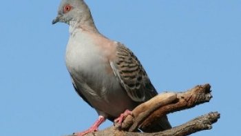 La plupart des oiseaux n'évoquent pas d'associations négatives, au contraire, ils nous réveillent le matin avec leur chant et inspirent de nombreux poètes et artistes. La plupart des gens associent les oiseaux à la liberté et aux rêve, et la colombe est un symbole de paix. Cependant, tous les oiseaux ne sont pas paisibles. Pour certaines espèces, il est préférable de fuir à la hâte. La plupart des oiseaux de proie peuvent être de redoutables chasseurs, mais ils ne constituent pas une menace pour l'homme. Mais il y en a certains qu'il vaut mieux ne pas rencontrer et aujourd'hui découvrez des oiseaux les plus dangereux. !