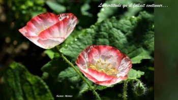 En admirant les coquelicots originaux, émerveillez-vous de cette poésie aux mots fragiles et si beaux de Fernando Nogueira Pessoa, poète, écrivain critique, polémiste....