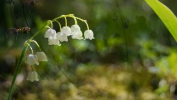 C'est le mois des fleurs......des beaux jours,  des romances, qui posent ça et là,  un peu  de  rêve  et  de douceur....