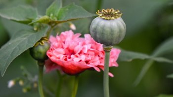 Des pensées sages...parmi les fleurs