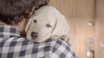 homme et chien