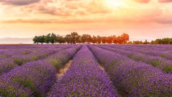 La lavande est une des richesses de la Provence,c'en est aussi une de ses plus belles parures.