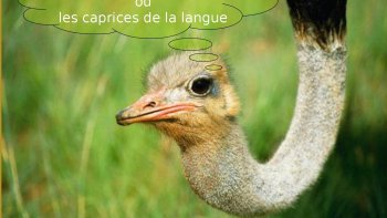 Jeux de mots?ou caprices  de la langue française?